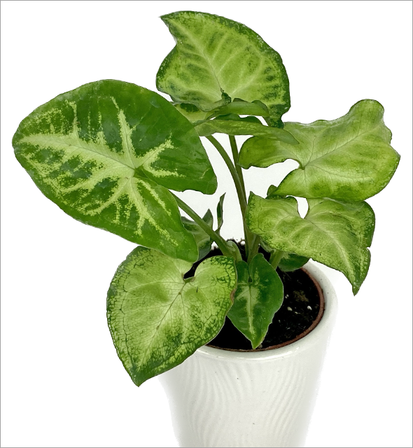 Syngonium podophyllum